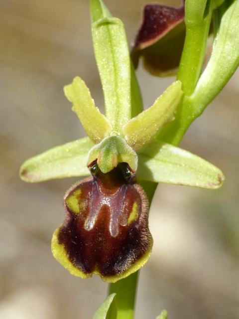 Ophrys precoci nellAbruzzo sud orientale 2022